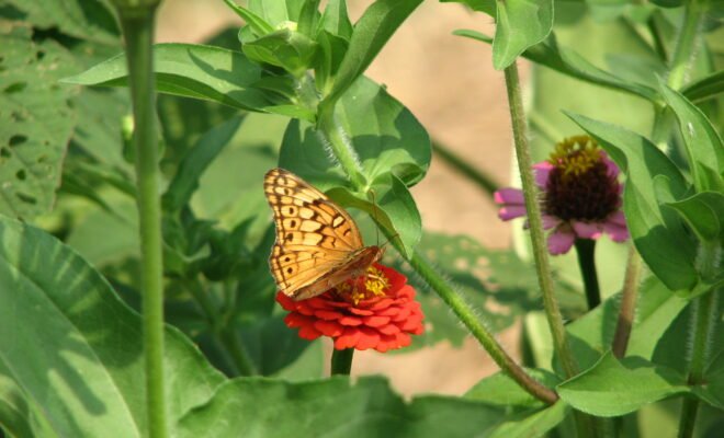 A brown butterfly on a red flower surrounded by greenery