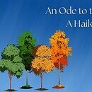 Image of the four seasons depicted in tree with the title "An Ode to the Seasons: A Haiku Collection by Lexi Graham"