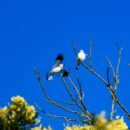 a bright blue sky surrounding two birds on a tree