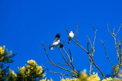a bright blue sky surrounding two birds on a tree