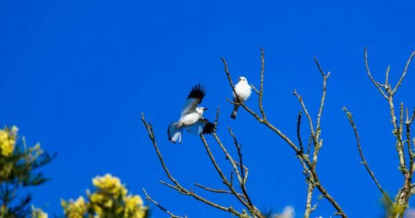 a bright blue sky surrounding two birds on a tree