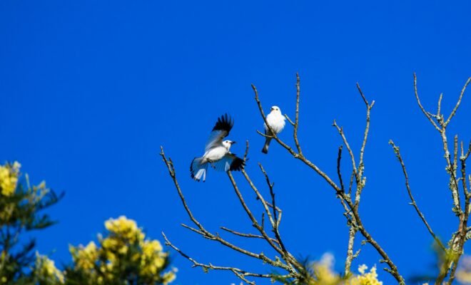 a bright blue sky surrounding two birds on a tree