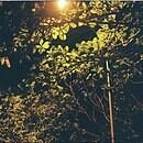 Trees under a black night sky illuminated by a lamp.