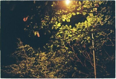 Trees under a black night sky illuminated by a lamp.