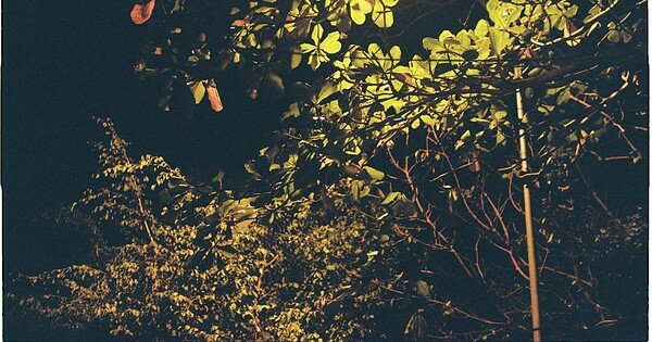 Trees under a black night sky illuminated by a lamp.