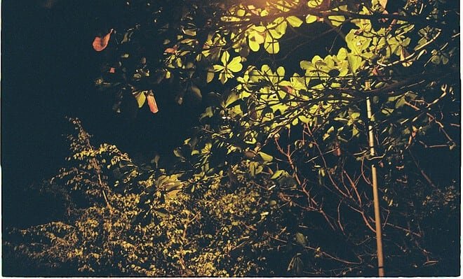 Trees under a black night sky illuminated by a lamp.