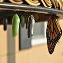 Two caccoons next to an emerged monarach butterfly.