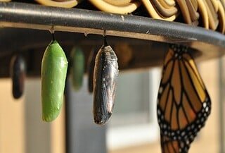 Two caccoons next to an emerged monarach butterfly.