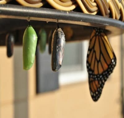 Two caccoons next to an emerged monarach butterfly.