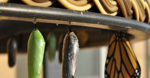 Two caccoons next to an emerged monarach butterfly.