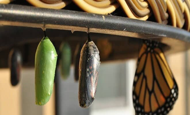 Two caccoons next to an emerged monarach butterfly.