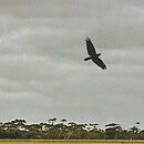 The image is Photomontage, of a dim muted horizon, and crow flying above the horizon, (which is the glued on piece