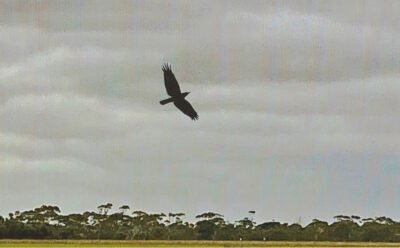 The image is Photomontage, of a dim muted horizon, and crow flying above the horizon, (which is the glued on piece