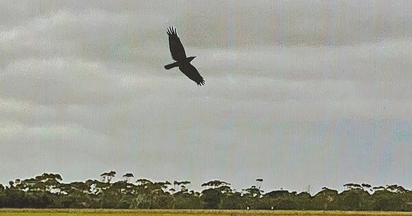 The image is Photomontage, of a dim muted horizon, and crow flying above the horizon, (which is the glued on piece