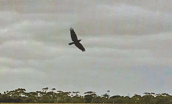 The image is Photomontage, of a dim muted horizon, and crow flying above the horizon, (which is the glued on piece