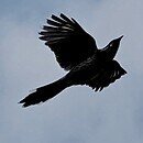 The image is of a bird flying in the clouds