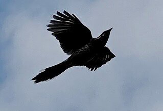 The image is of a bird flying in the clouds