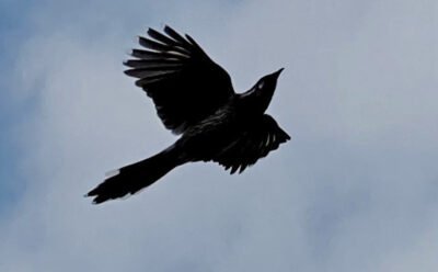 The image is of a bird flying in the clouds