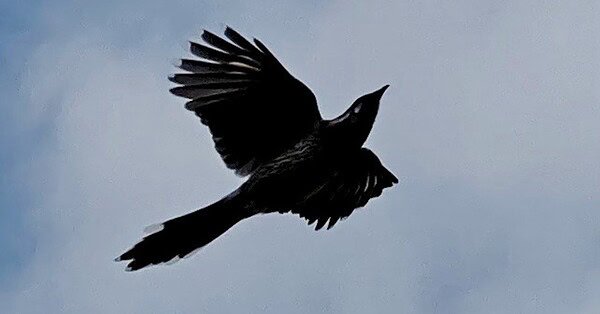 The image is of a bird flying in the clouds