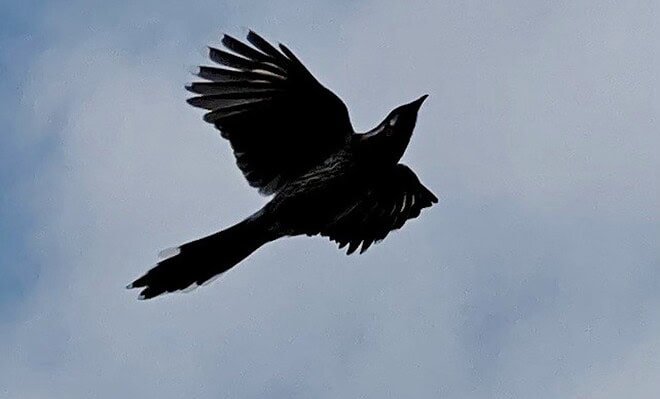 The image is of a bird flying in the clouds