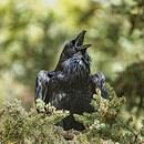 A raven cawing from his perch in an evergreen tree