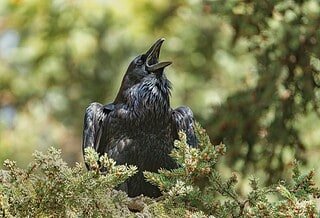 A raven cawing from his perch in an evergreen tree