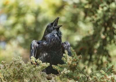 A raven cawing from his perch in an evergreen tree