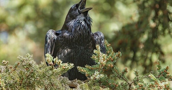 A raven cawing from his perch in an evergreen tree