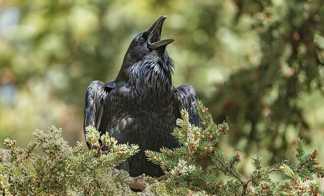 A raven cawing from his perch in an evergreen tree