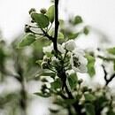 A slim tree branch displays fresh spring leaves and new buds.