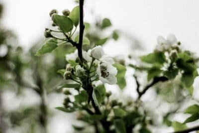 A slim tree branch displays fresh spring leaves and new buds.