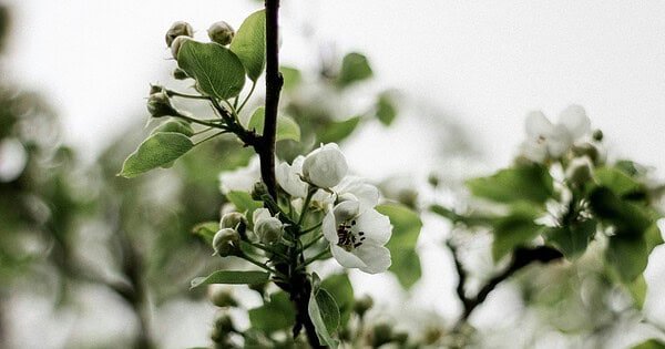 A slim tree branch displays fresh spring leaves and new buds.