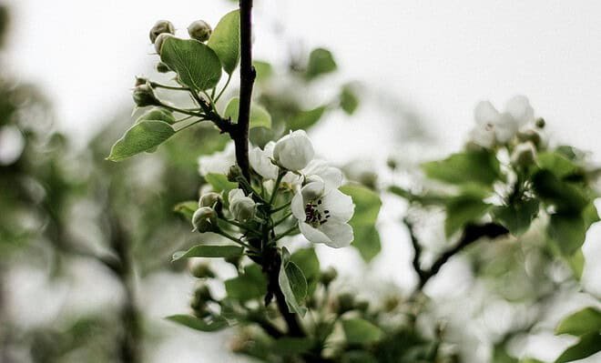 A slim tree branch displays fresh spring leaves and new buds.