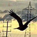 The image is of a bird flying below the wires, hanging between the pylons and posts.