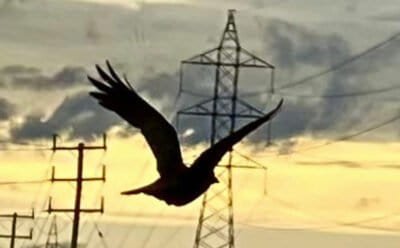 The image is of a bird flying below the wires, hanging between the pylons and posts.