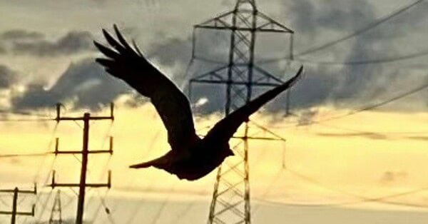 The image is of a bird flying below the wires, hanging between the pylons and posts.