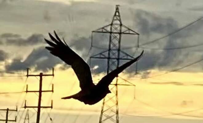 The image is of a bird flying below the wires, hanging between the pylons and posts.