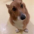 A brown and white corgi sitting facing the camera