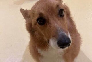 A brown and white corgi sitting facing the camera