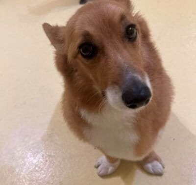 A brown and white corgi sitting facing the camera