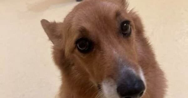 A brown and white corgi sitting facing the camera