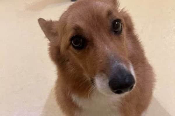 A brown and white corgi sitting facing the camera