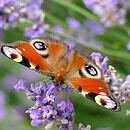 An orange butterfly with white and black patterns on top of purple flowers