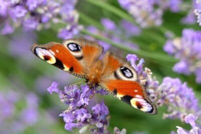 An orange butterfly with white and black patterns on top of purple flowers