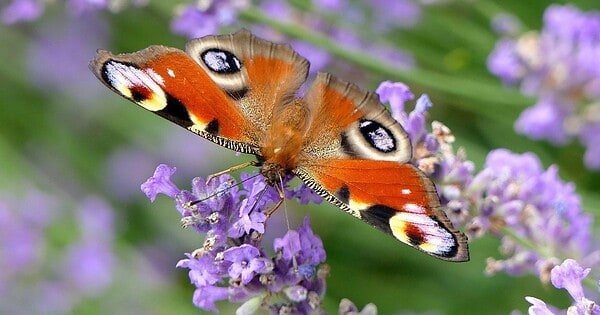An orange butterfly with white and black patterns on top of purple flowers