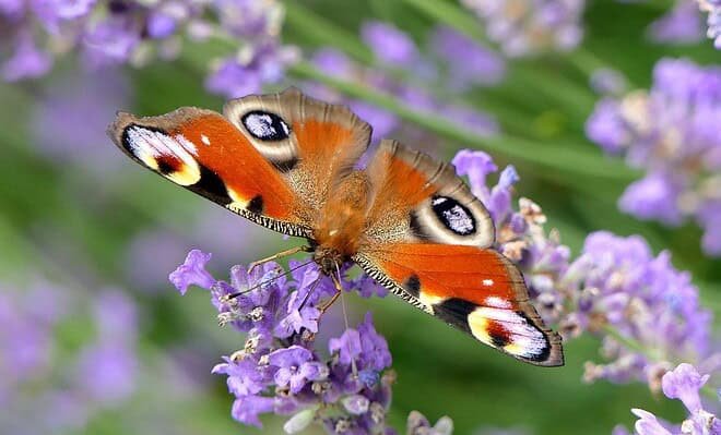 An orange butterfly with white and black patterns on top of purple flowers