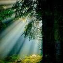 a sunbeam coming through the trees.