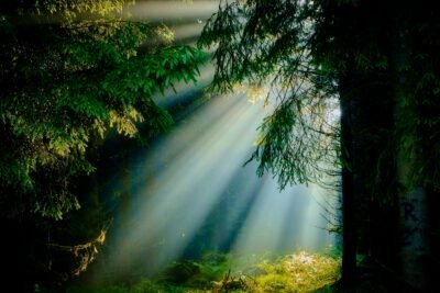 a sunbeam coming through the trees.