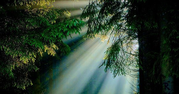 a sunbeam coming through the trees.