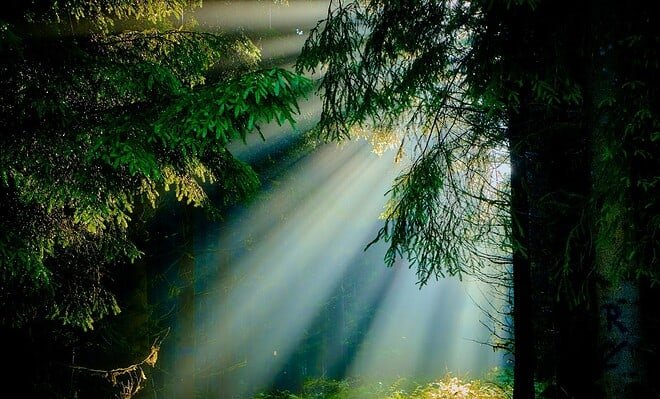 a sunbeam coming through the trees.